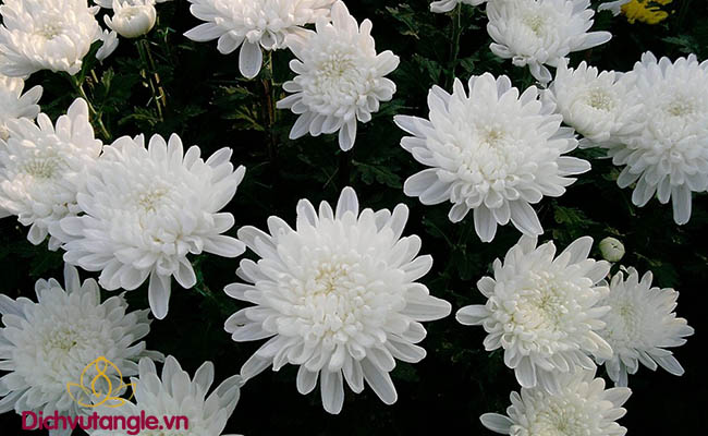 Cúc là loài Hoa màu trắng quen thuộc trong đám tang