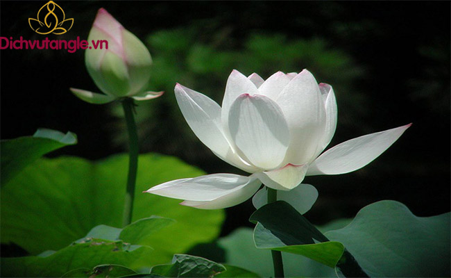 Hoa sen có ý nghĩa gì trong Phật giáo?
